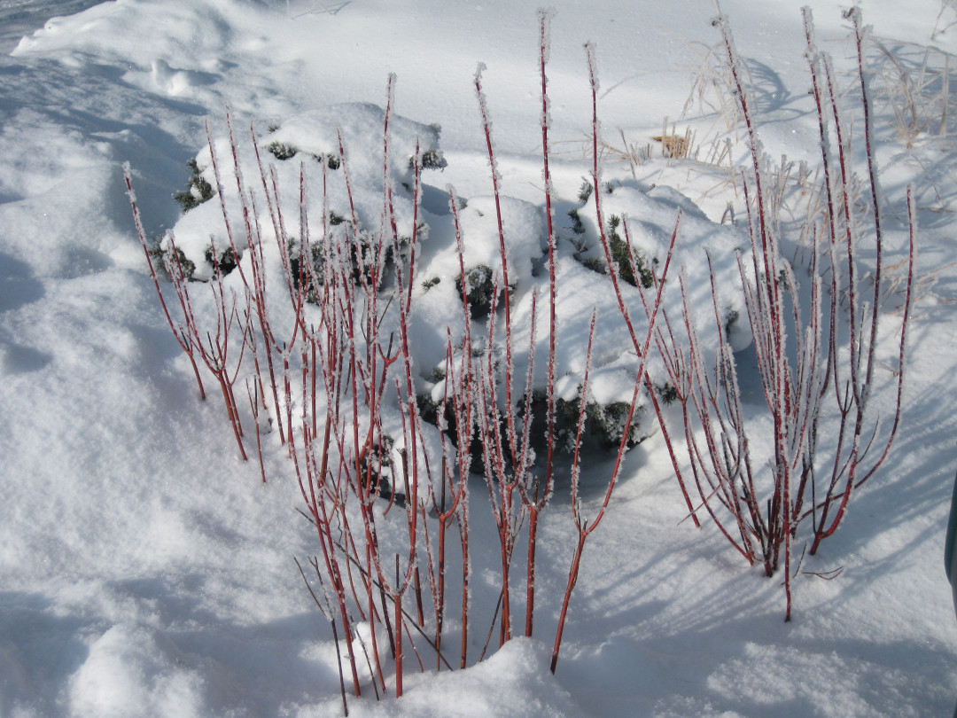 red-twig dogwood in snow