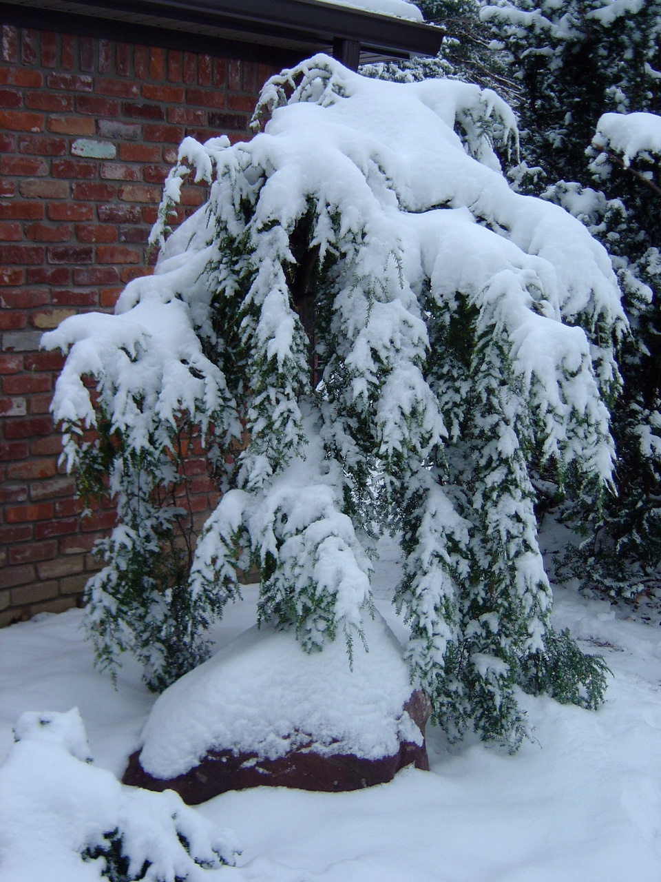 weeping hemlock covered with snow