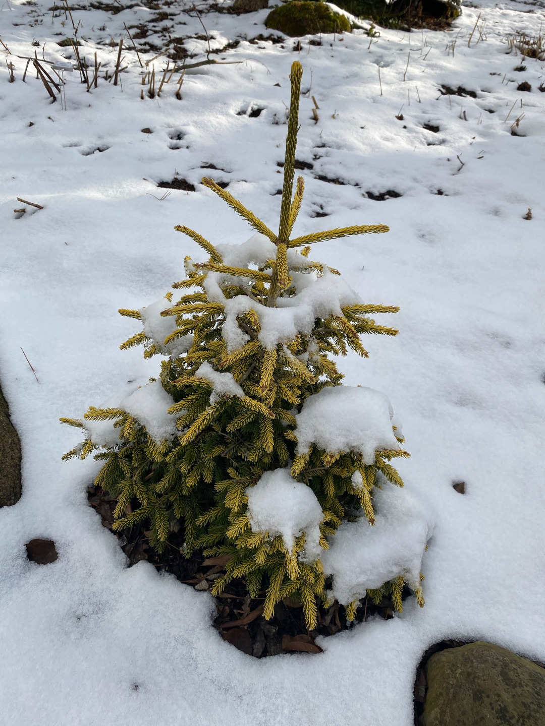 conifer with yellow-green needles