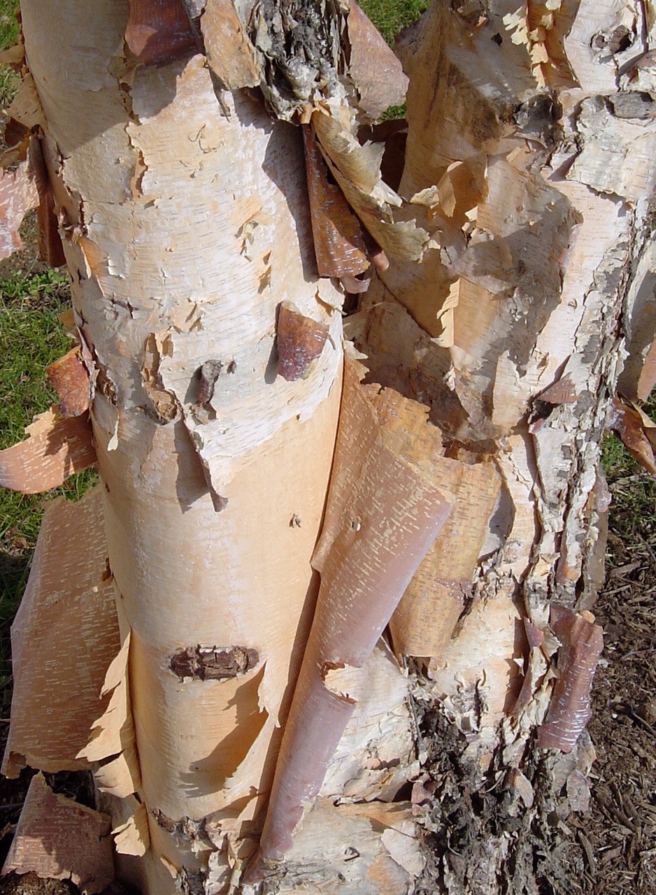 birch tree with flacking layers of cream bark