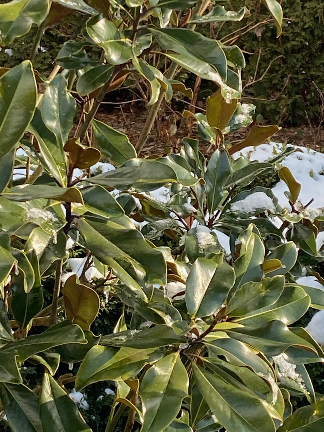 Magnolia tree in winter