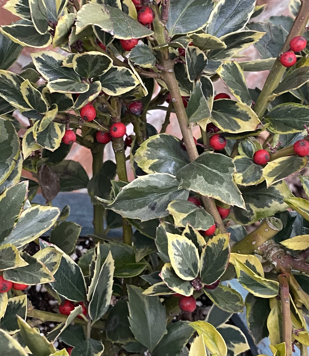 Holly shrub with red berries