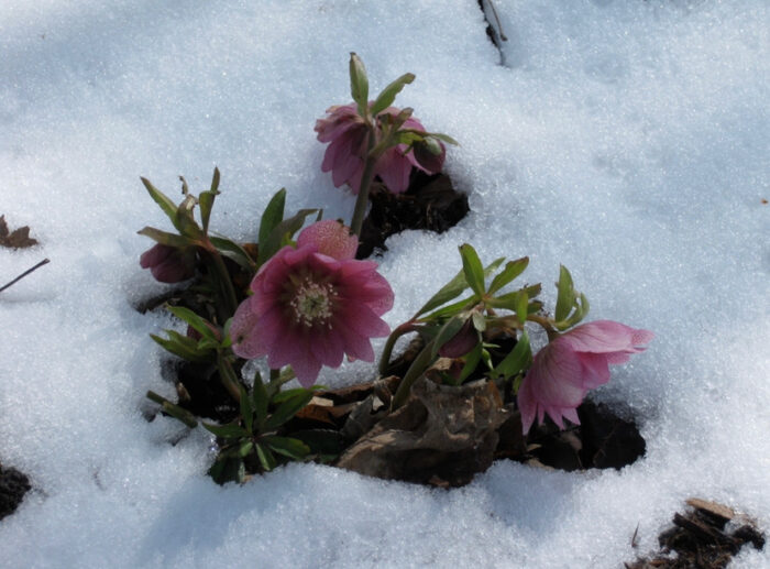 Pink flowers poking up out of the snow