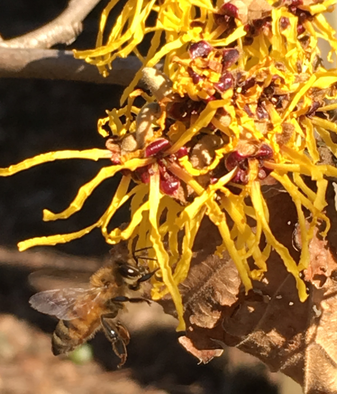 native witch hazel