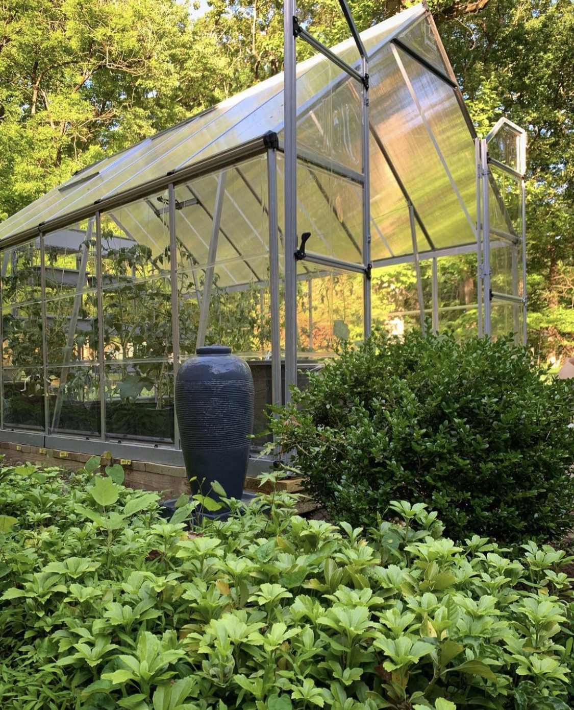 Greenhouse surrounded and filled by growing plants