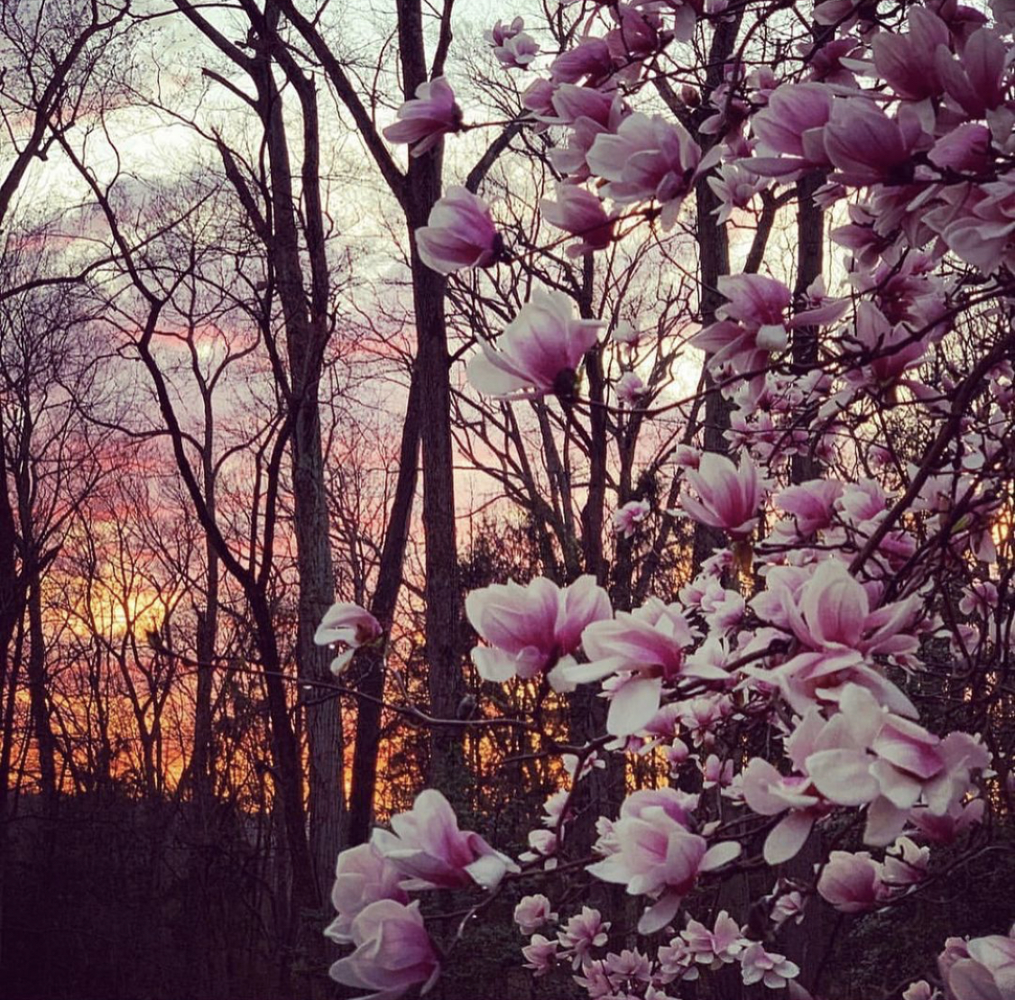 Pink magnolia blossoms against a bright sunset