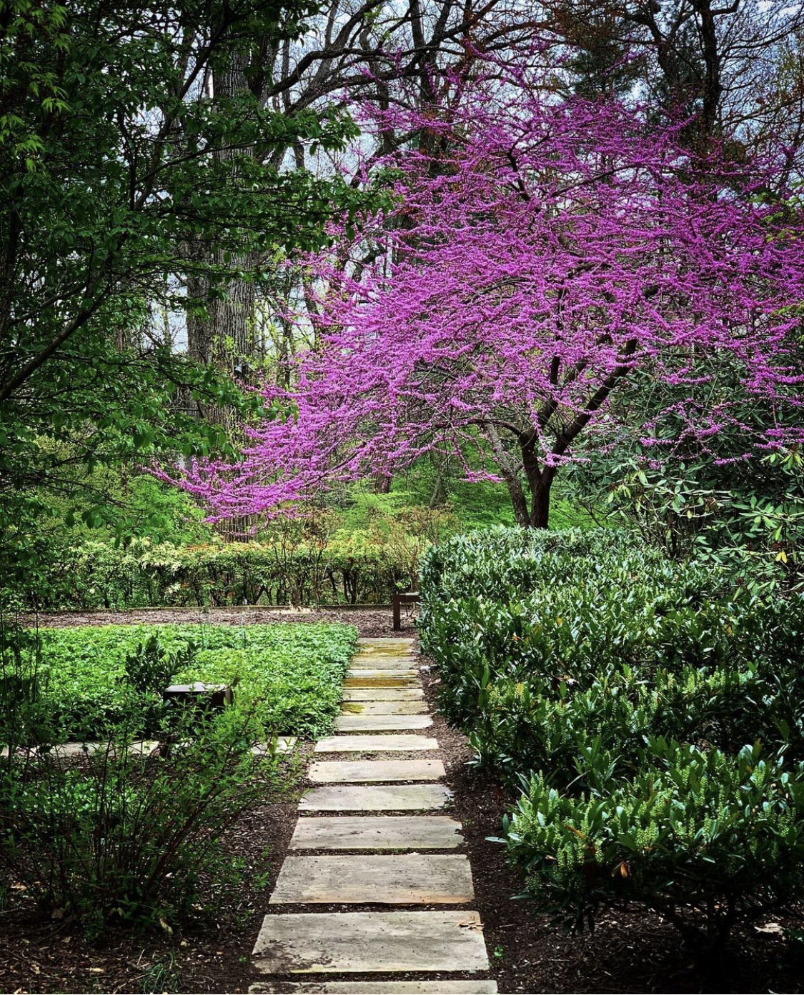 redbud in full bloom