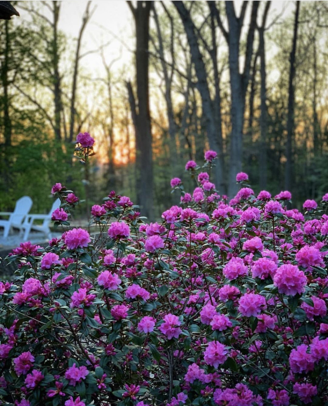 Rhododendron PJM