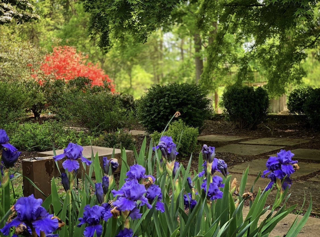 Blue iris flowers with trees and shrubs behind them