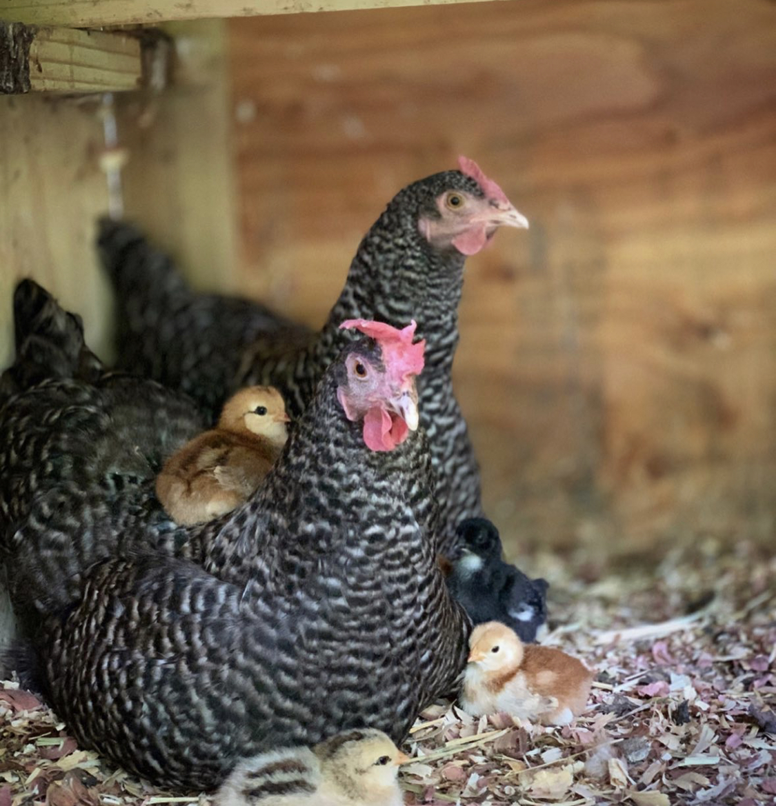 Two chickens with several baby chicks on and around them