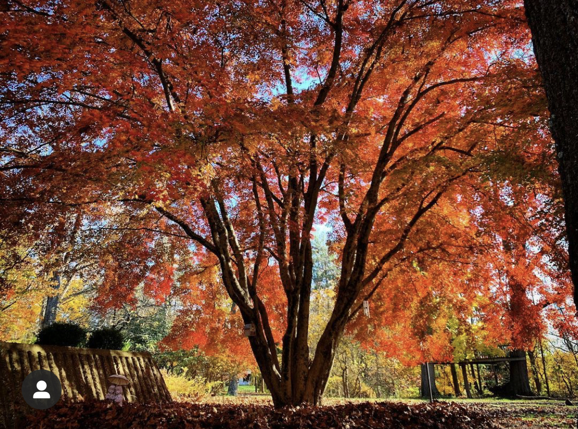 Japanese maple in fall