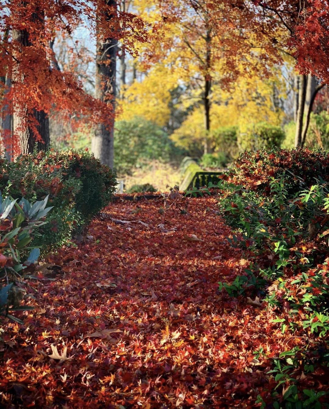 A pathway covered with fallen red leaves