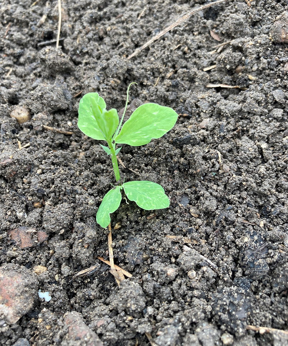 pea seedling