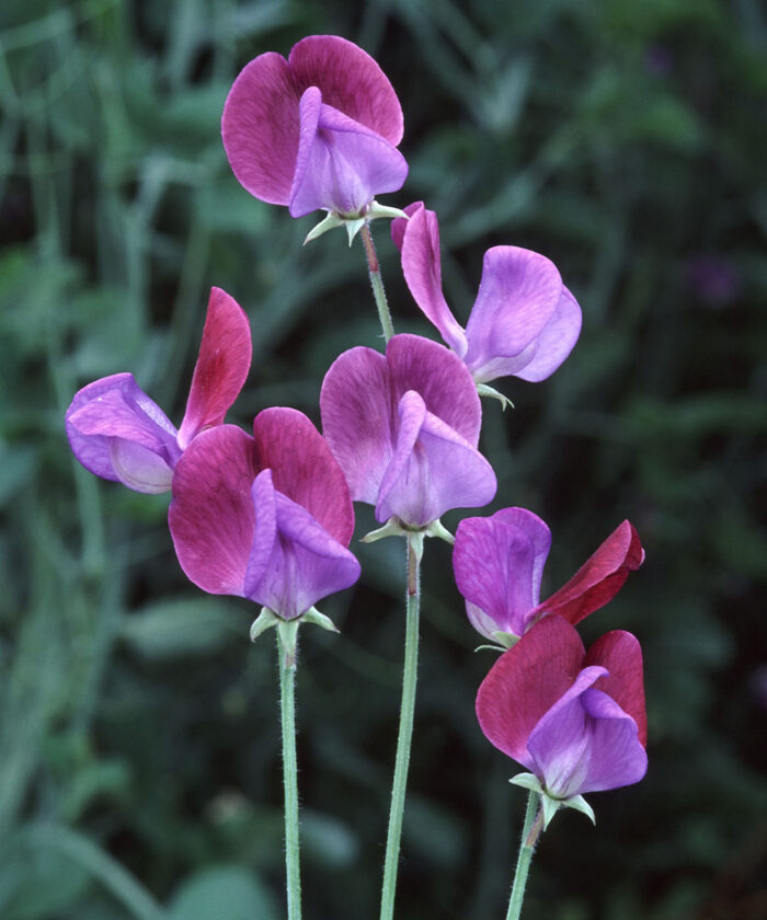 Image of Peas flowers