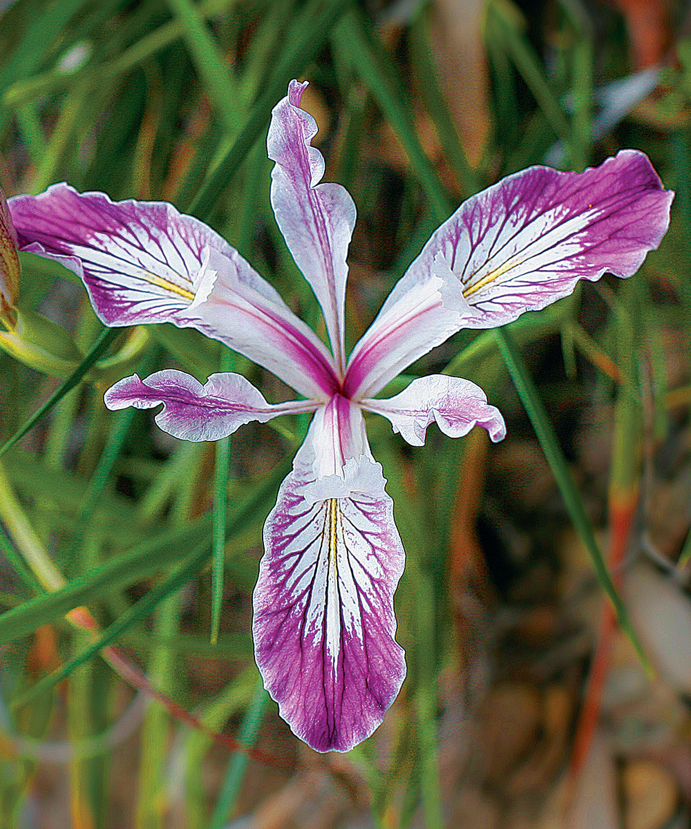 Plants native deals to oregon