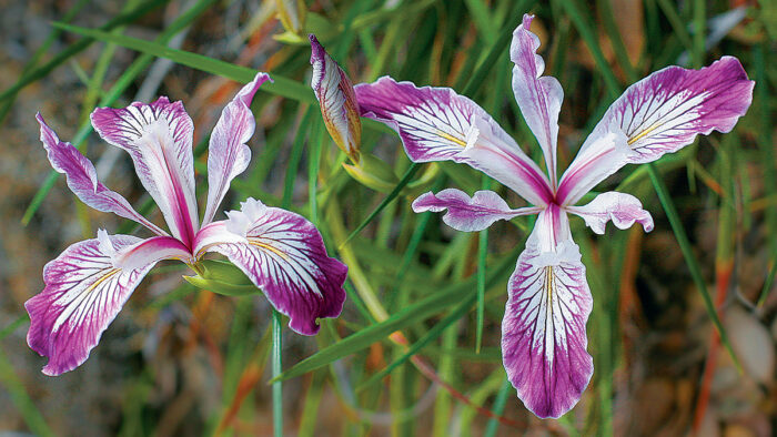 Tough-Leaf Iris