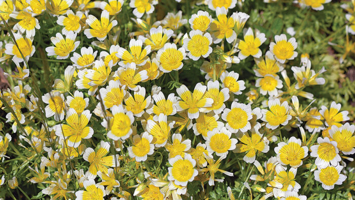 Poached Egg Plant