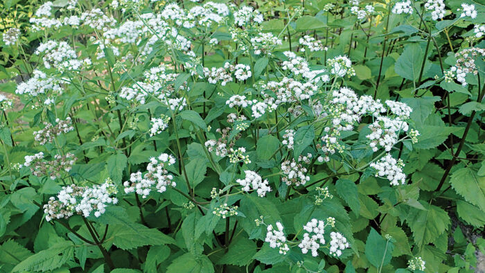 White Mistflower