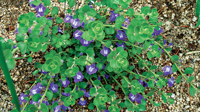 Prairie Skullcap