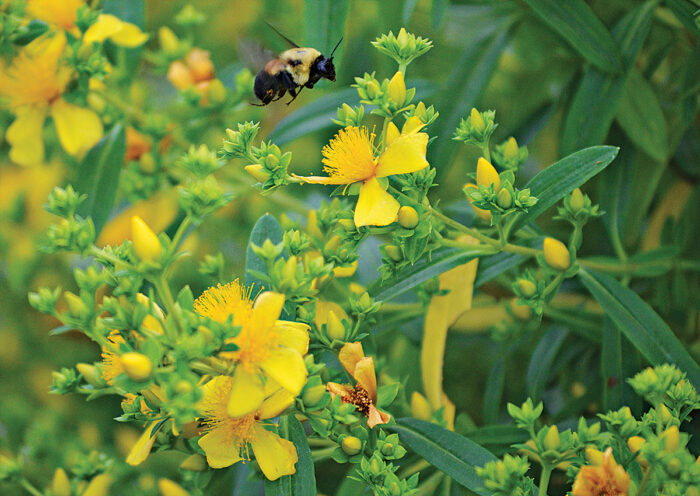 Shrubby St Johns Wort