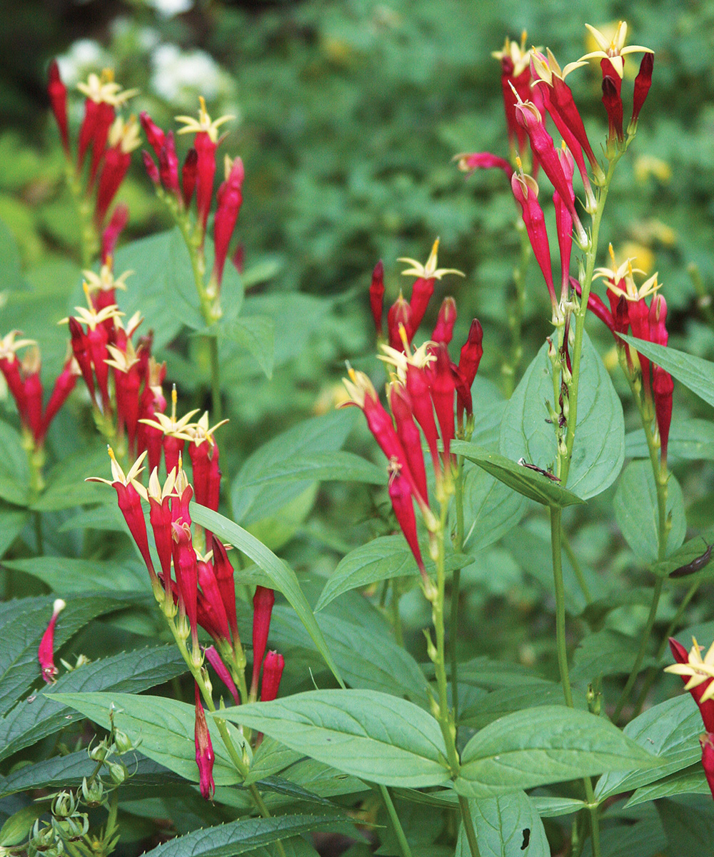 indigenous plants