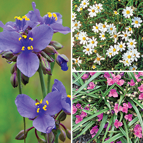 Great Native Plants for Your Region - Fine Gardening