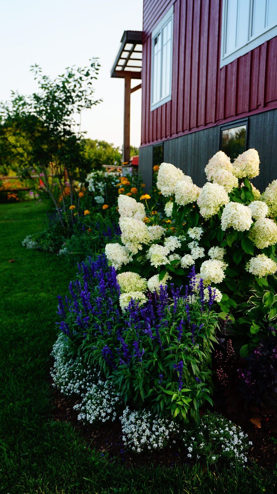 white hydrangea