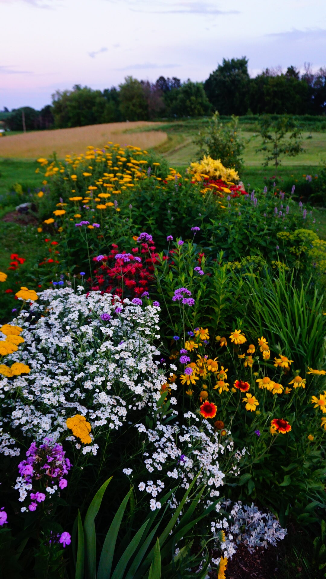 bright colorful flowers