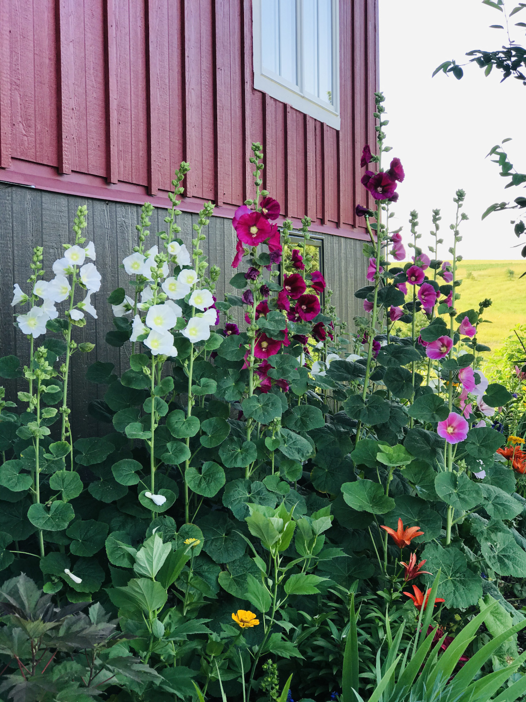 pink and white hollyhocks