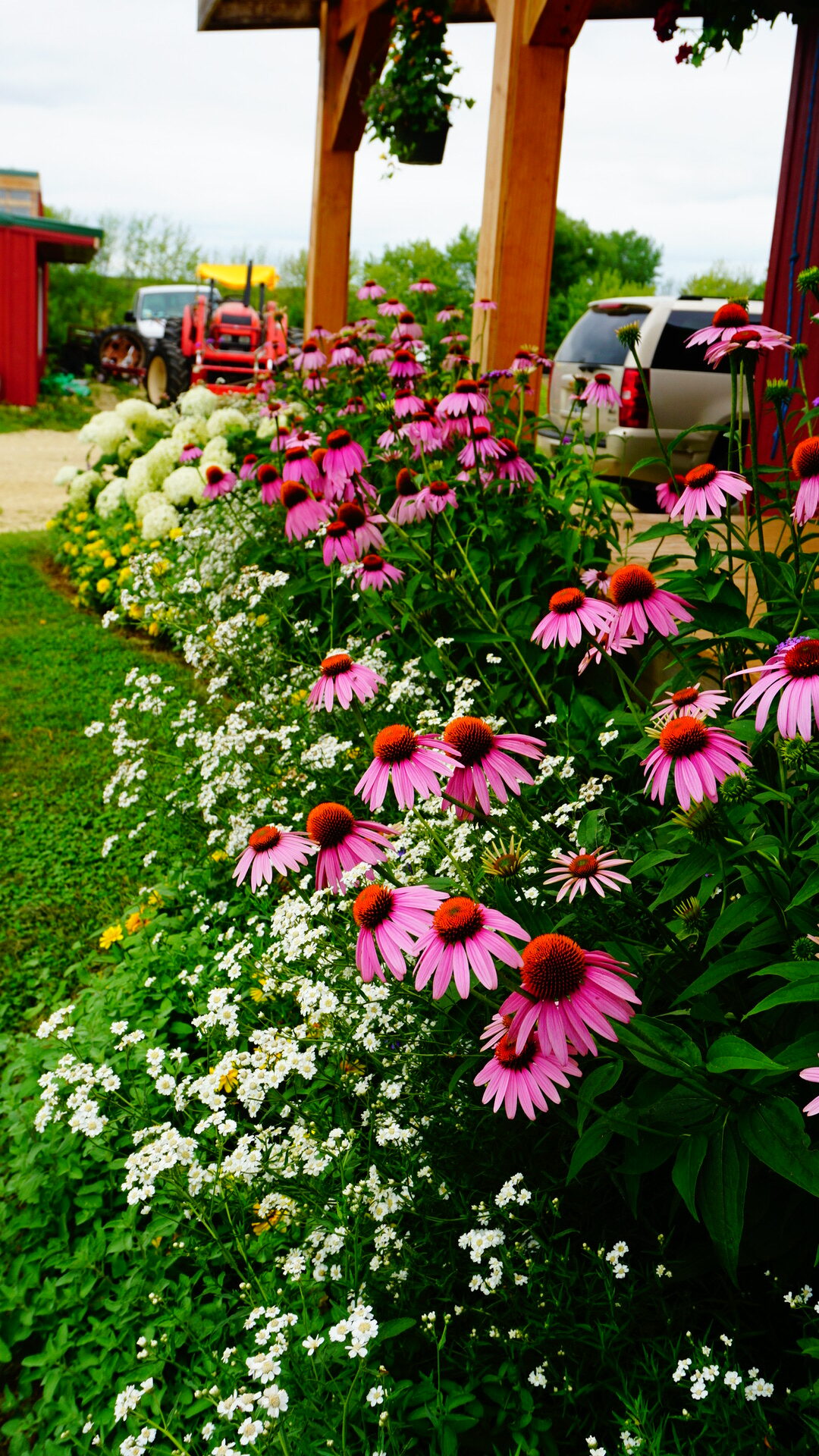 big mass of purple coneflowers