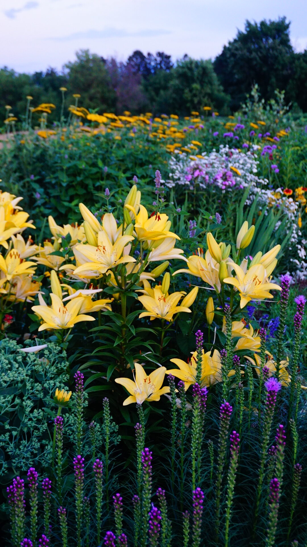 Soft yellow asiatic lilies