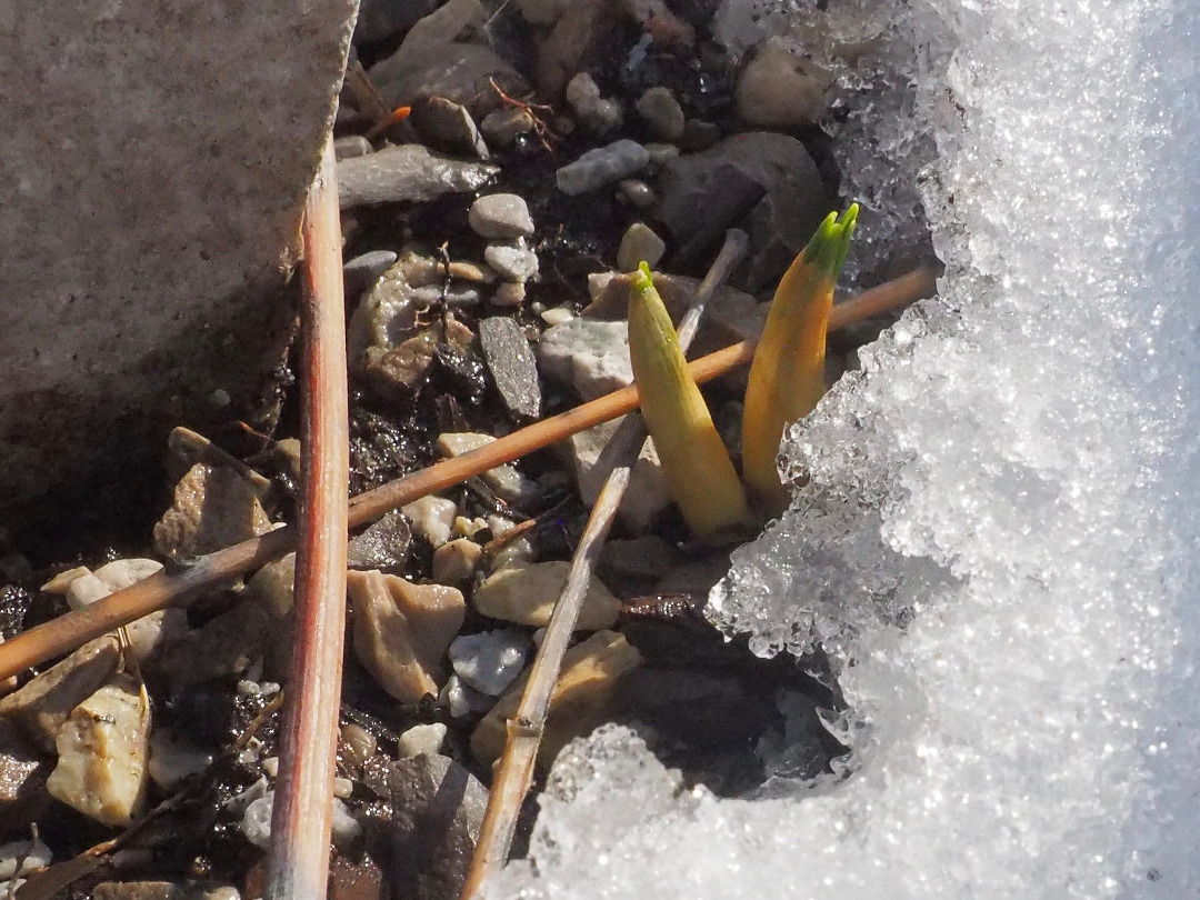 plants sprouting out of the snow