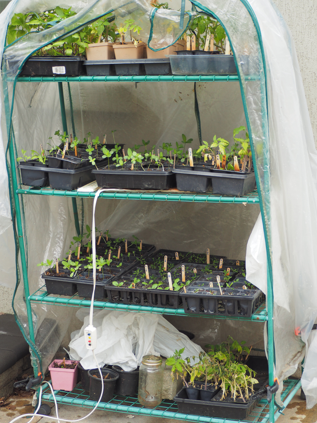 Flats of seedlings growing in a small greenhouse