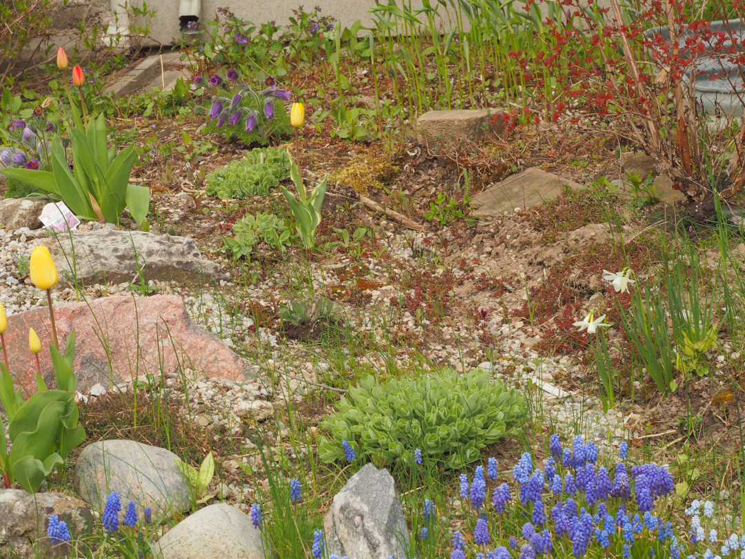 Diverse plants growing over a rocky garden