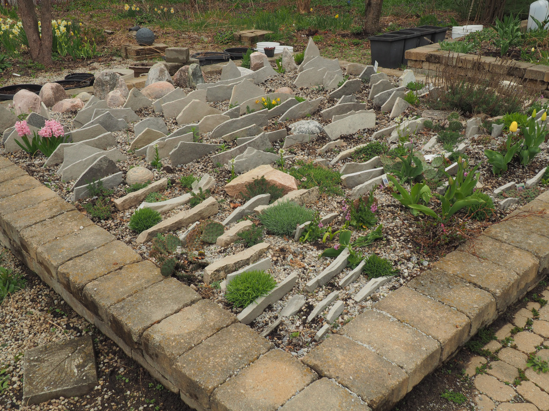 Tiny perennials in a rock garden