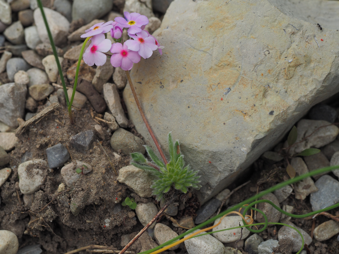 Androsace sempervivoides