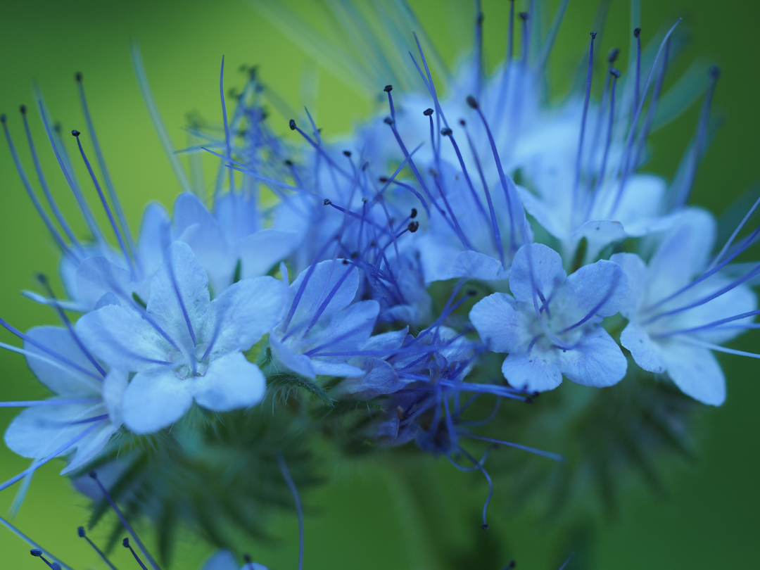 Phacelia tanacetifolia