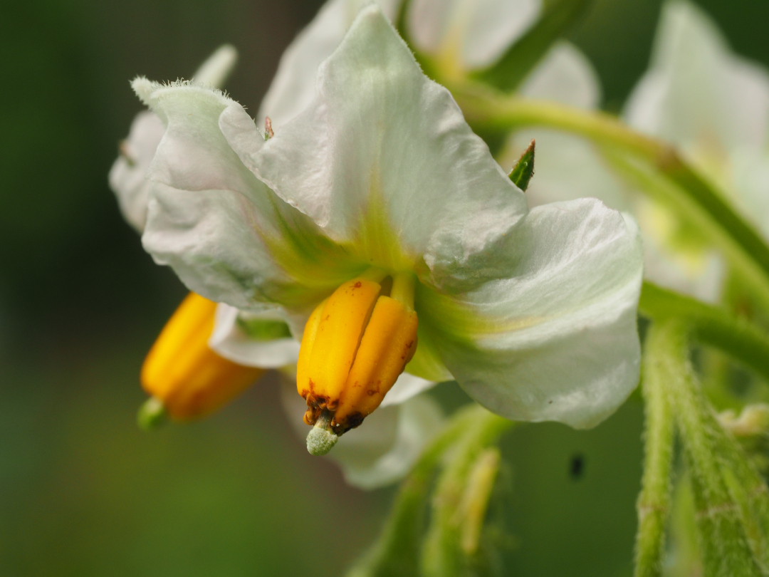 Cluster of potato flowers