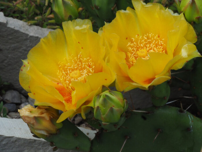 Large yellow flowers on a cactus