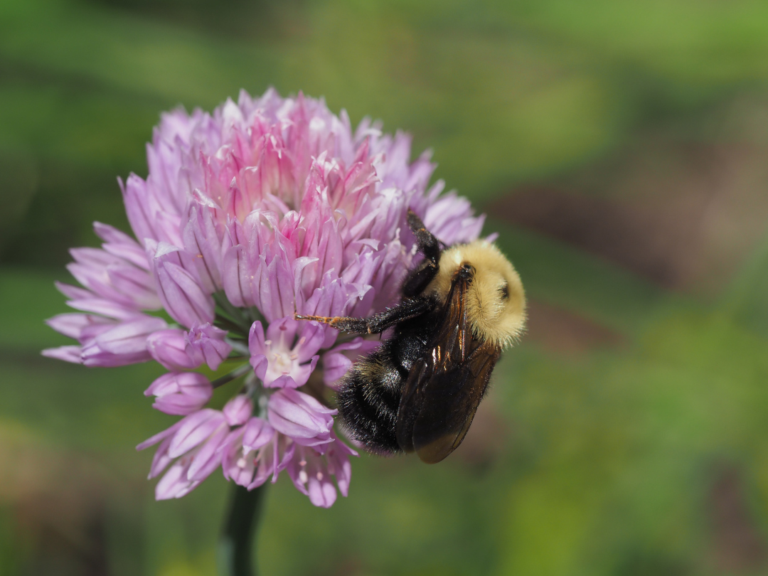 bumblebee on an Allium