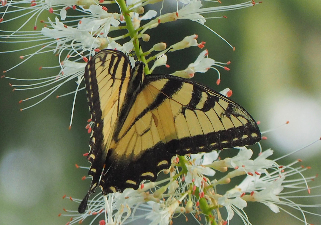 butterfly on a bottlebrush buckeye