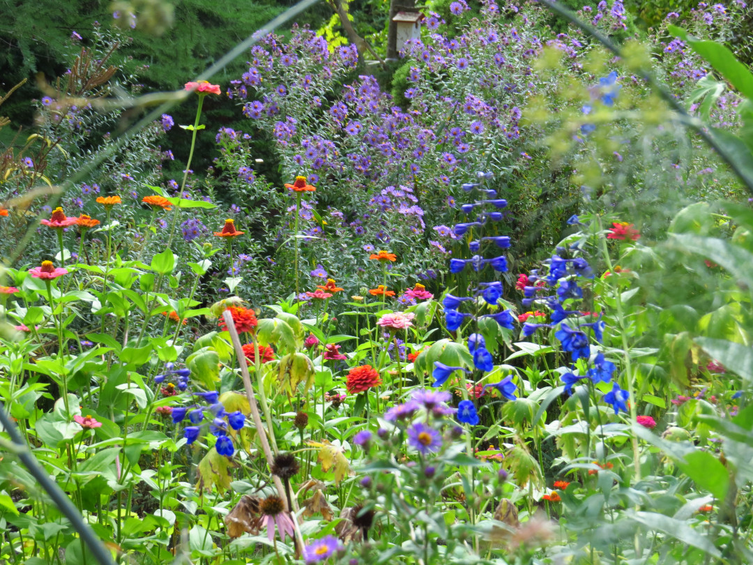 late summer garden full of flowers