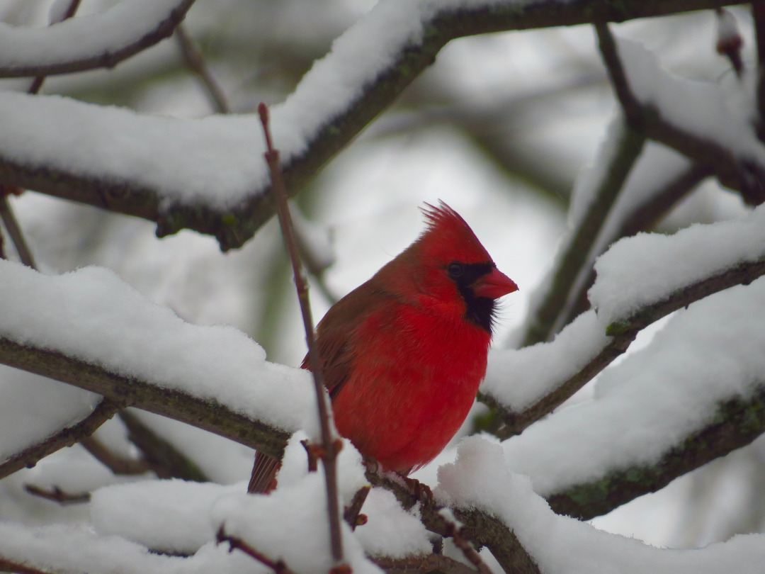 cardinal on snow covered branches