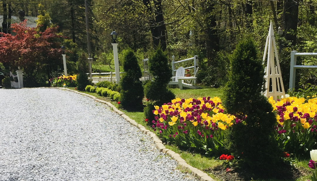 masses of yellow and pink tulips