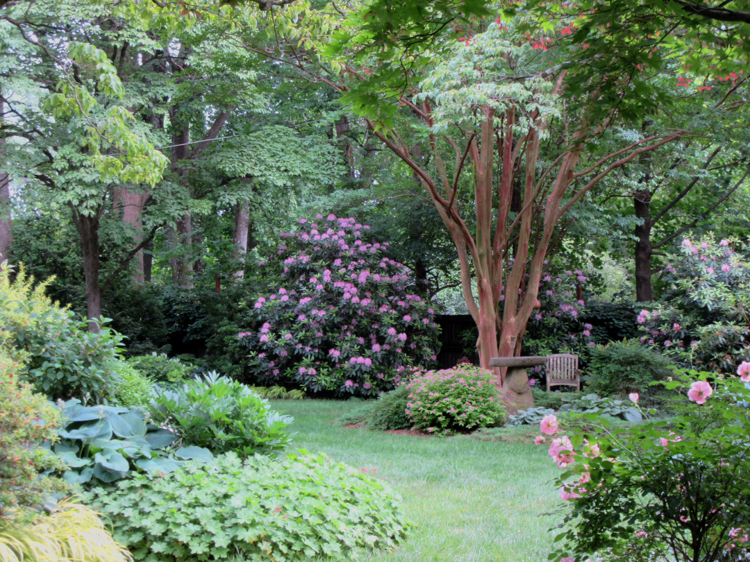 pink rhododendrons