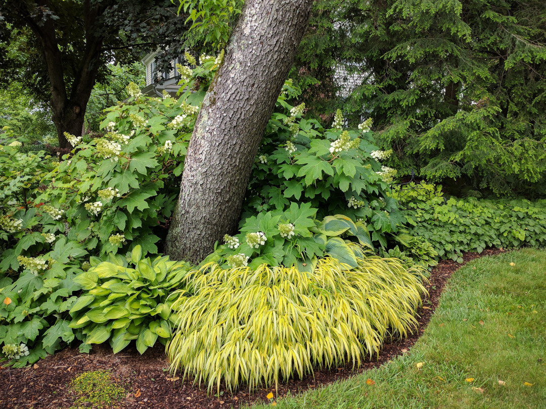 Hakonechloa grass