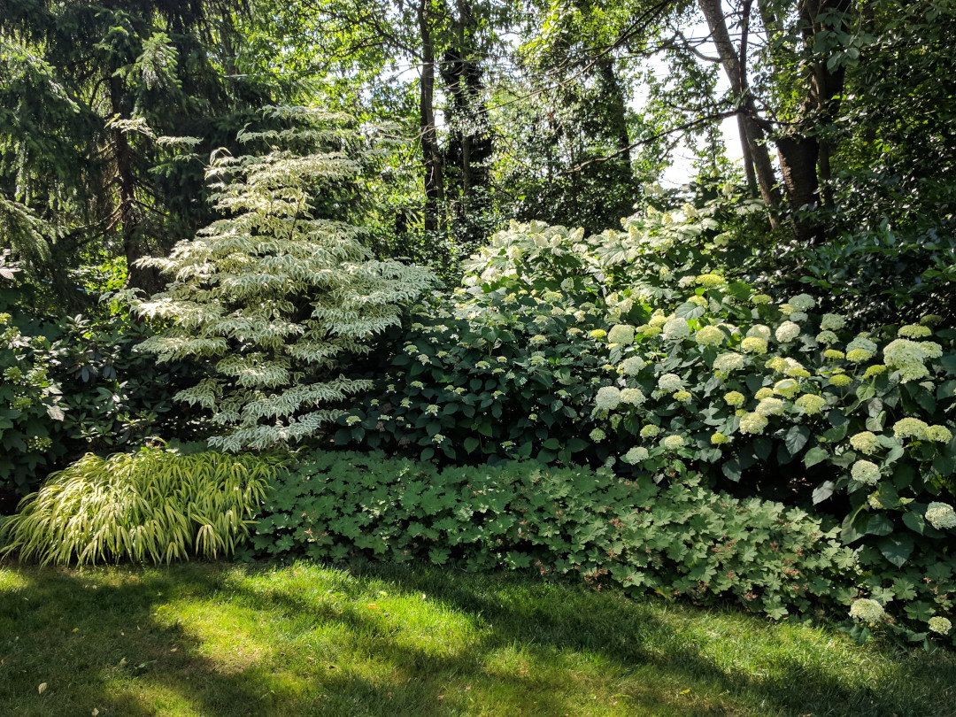 white hydrangeas in bloom