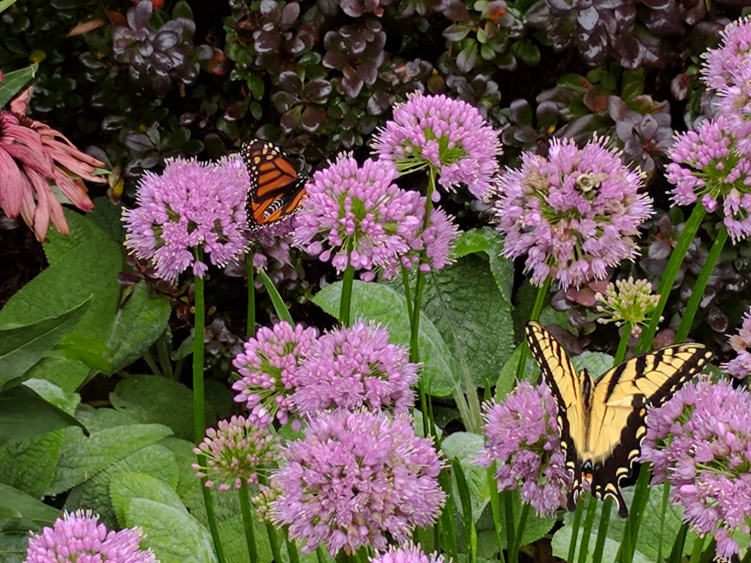 butterflies on Millenium ornamental onion