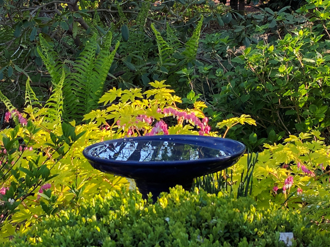 birdbath surrounded by bleeding heart