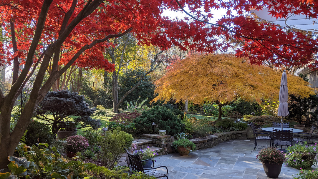 Japanese maples in fall